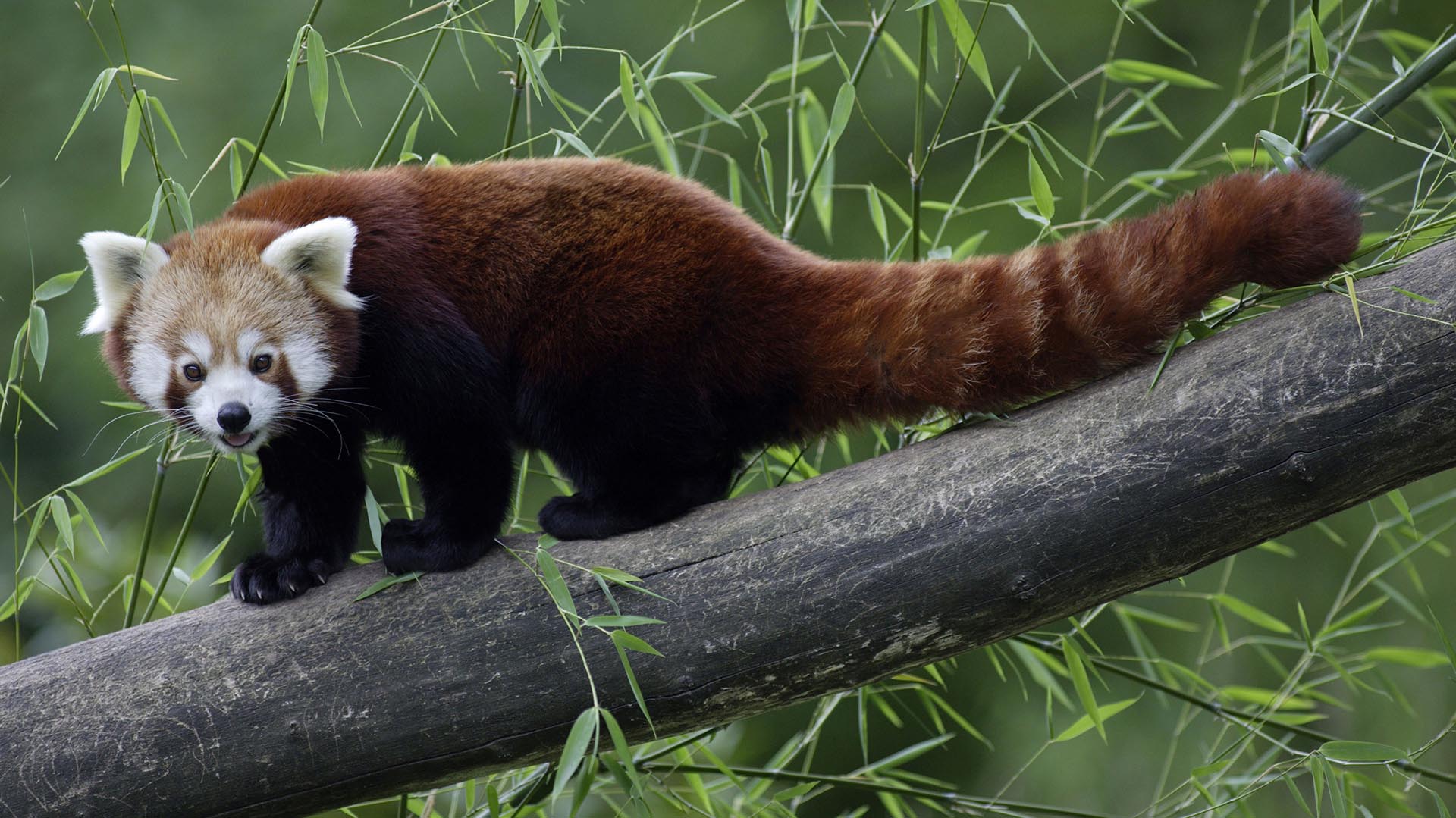 Red Panda Trek Nepal