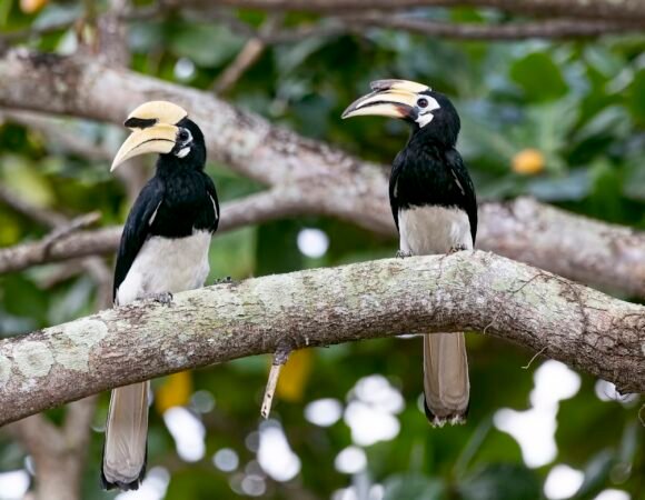 Bird Watching Tour – Nagargarjun, Phulchoki, and Koshi Tappu (11 Days)