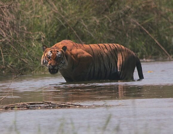 Tiger Trails and Cultural Tales – Kathmandu to Bardiya Adventure