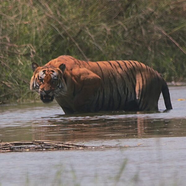 Tiger Trails and Cultural Tales – Kathmandu to Bardiya Adventure
