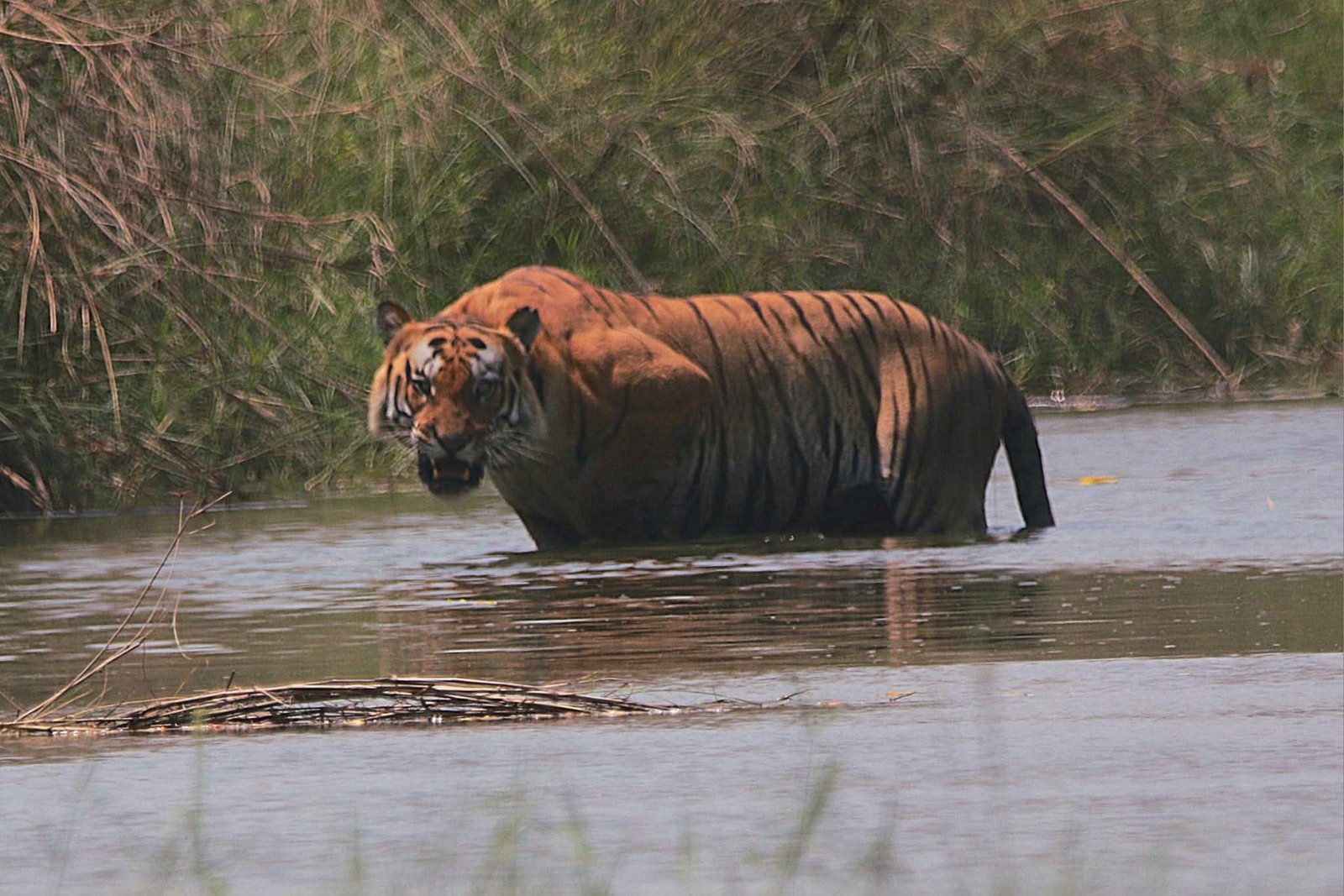 Tiger Trails and Cultural Tales – Kathmandu to Bardiya Adventure